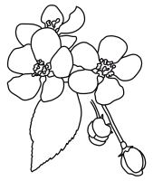 apple blossom