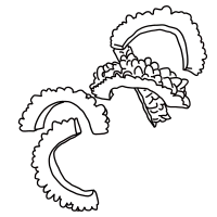 Bitter gourd