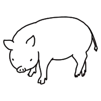 pig