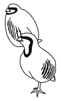 Rock ptarmigan
