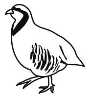 Rock ptarmigan
