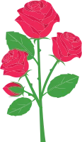 rose_01
