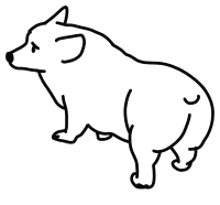 corgi