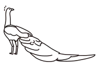 peacock