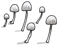 mushroom