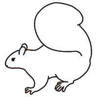 squirrel