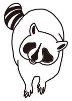 raccoon