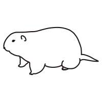 prairie dog