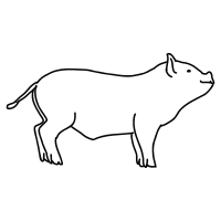 pig