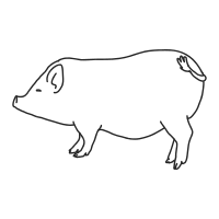 pig