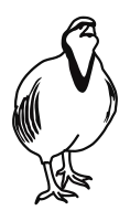 Rock ptarmigan