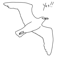 seagull