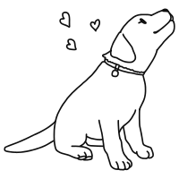 labrador retriever