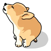 corgi