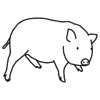pig