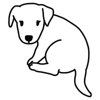 jack russell terrier