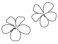 plumeria