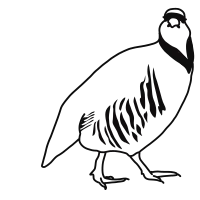 Rock ptarmigan