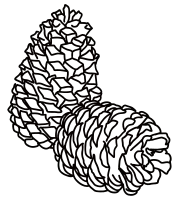 pine cone