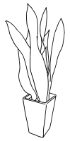 Sansevieria