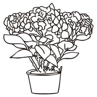 hydrangea