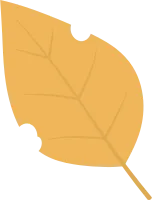 낙엽