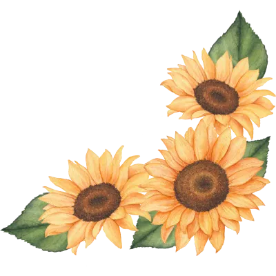 해바라기