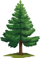Forest evergreen tree vector. Conifer woodland illustrations