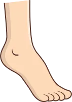 발모양