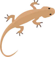 Pet Lizard
