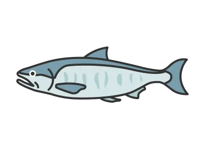 鮭のイラスト