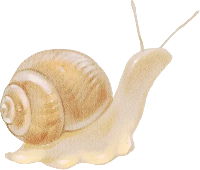 Snail