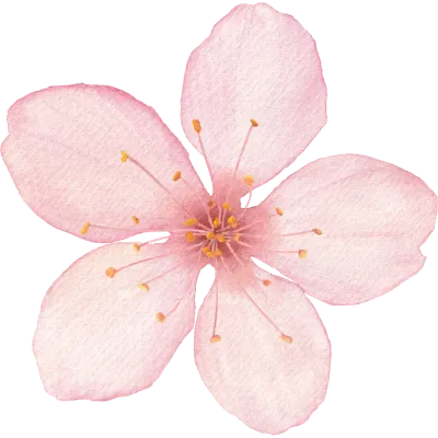 벚꽃 일러스트