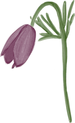 할미꽃