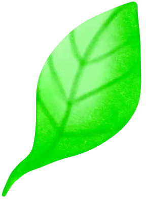 Ginkgos Leaf.