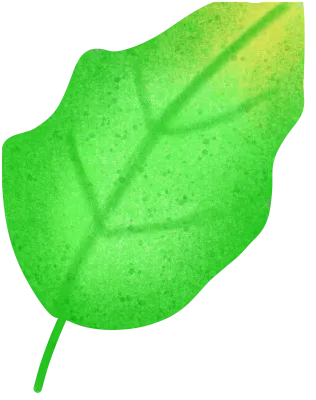 Ginkgos Leaf.