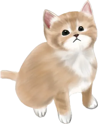 고양이