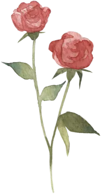 빨간 장미꽃