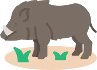 Wild boar icon