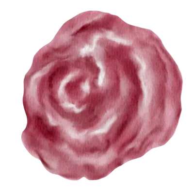 Maroon red rose