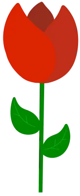 튤립