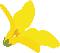 개나리