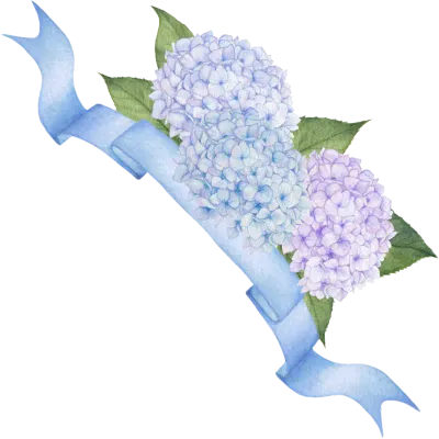 수국
