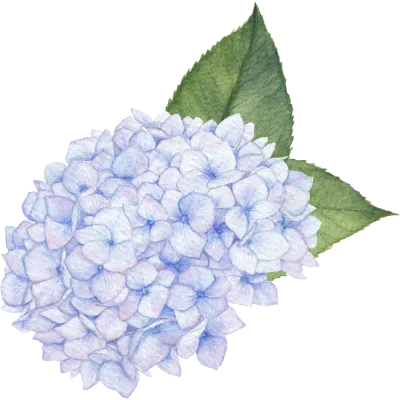 수국