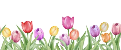 Watercolor tulip frame or border with outline.