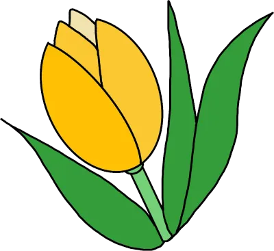 튤립