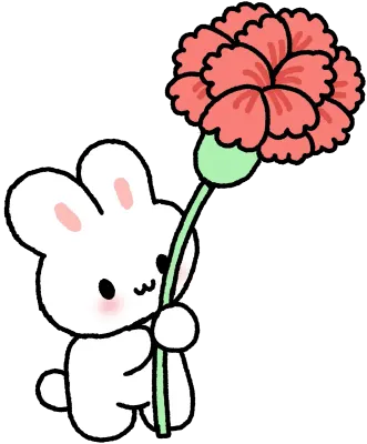 카네이션