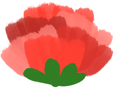 카네이션