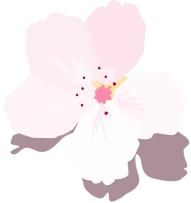 벚꽃