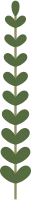 Leaf Shape